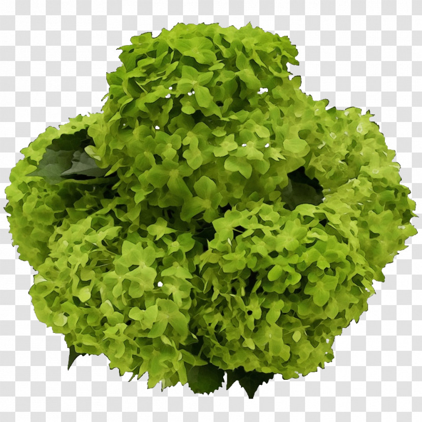 Lettuce Rapini Herb Transparent PNG
