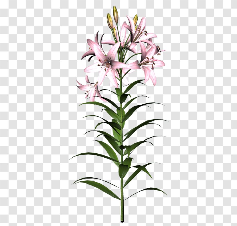 Cut Flowers Easter Lily Tiger Clip Art - Flower Transparent PNG