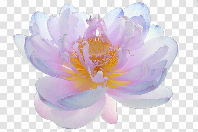 Flower Flowering Plant Petal Pink Violet - Water Lily Sacred Lotus Transparent PNG