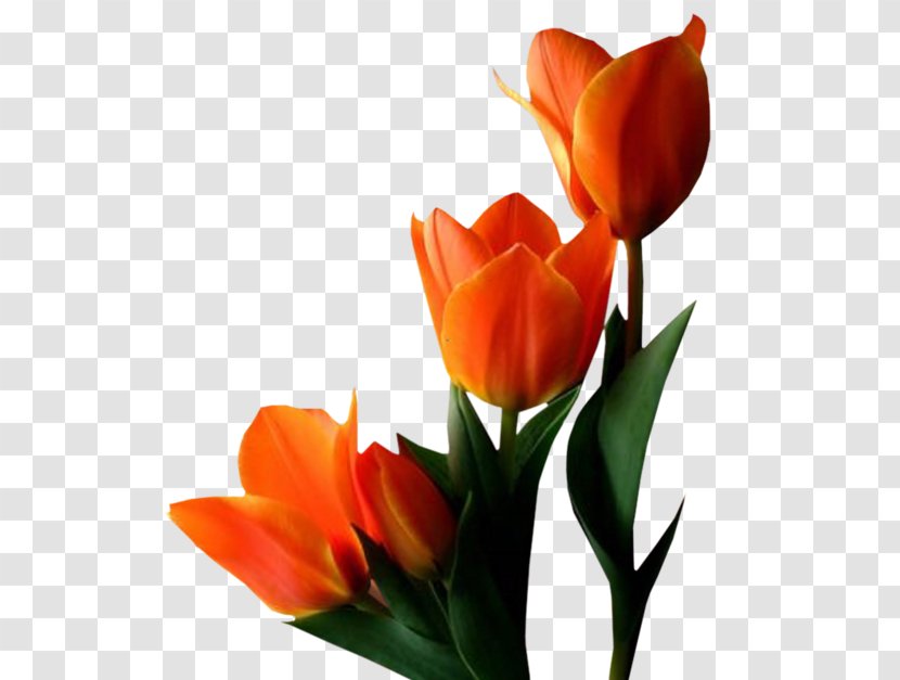 Tulip Flower Clip Art - Seed Plant Transparent PNG