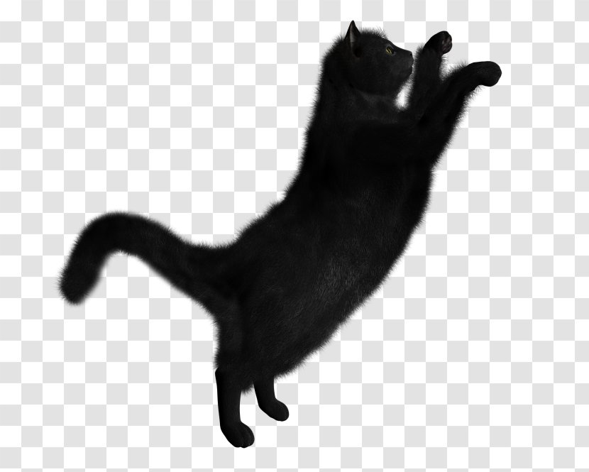 Persian Cat Aegean Clip Art - Black - Cats Of The Clans Transparent PNG