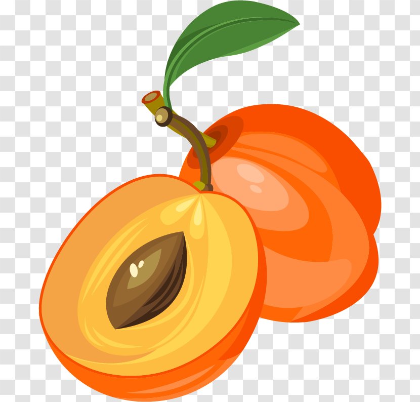 Euclidean Vector Fruit Clip Art - Calabaza - Apricot Material Transparent PNG