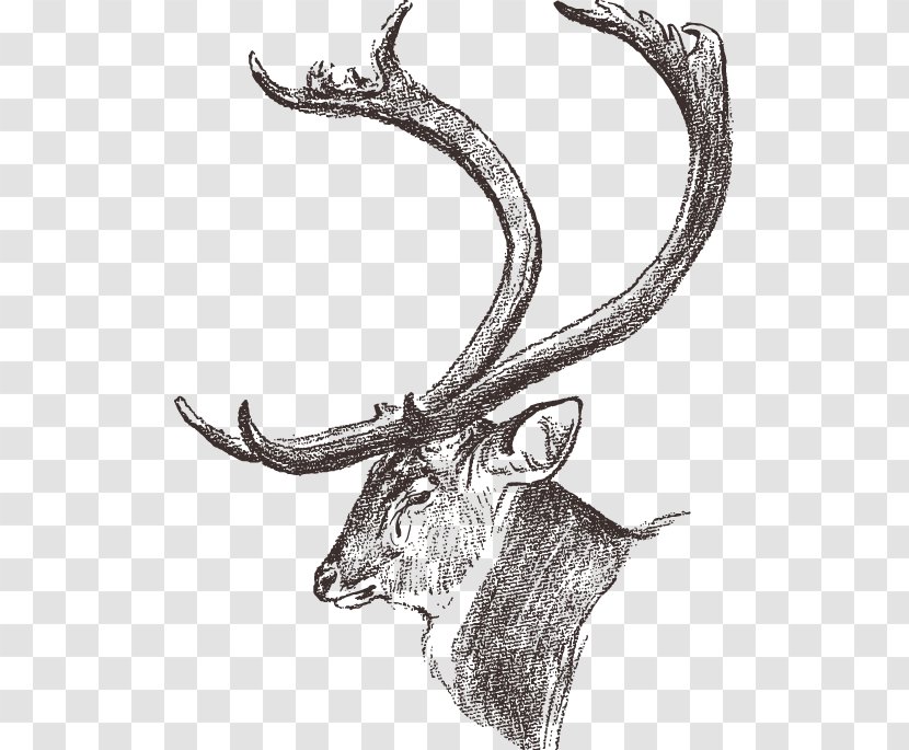 Dhole Chital Elk Antler Drawing - Huge Antlers Of Deer Transparent PNG
