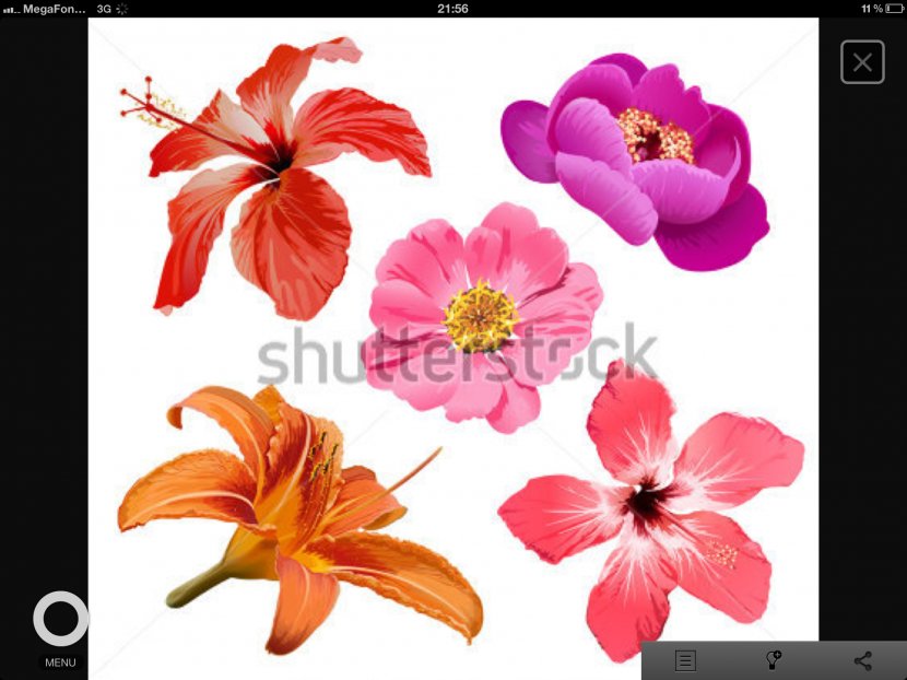 Flower Drawing - Watercolor Painting - Tropical Transparent PNG