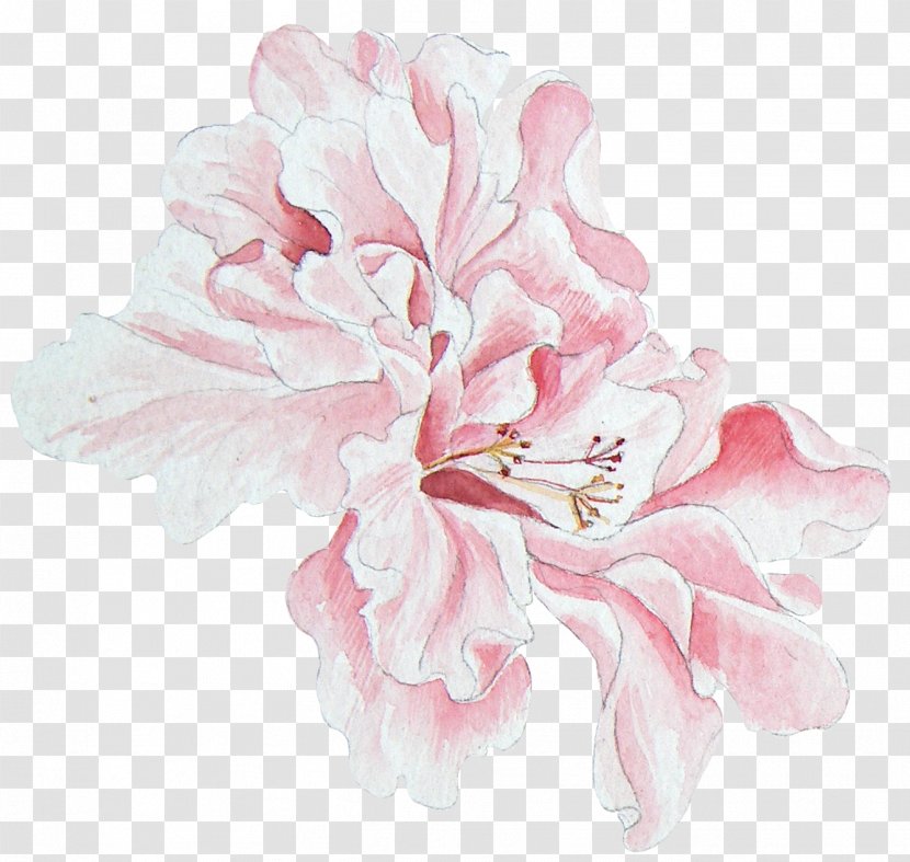 Peony Floral Design Watercolor Painting - Rose Family - Hand-painted Transparent PNG
