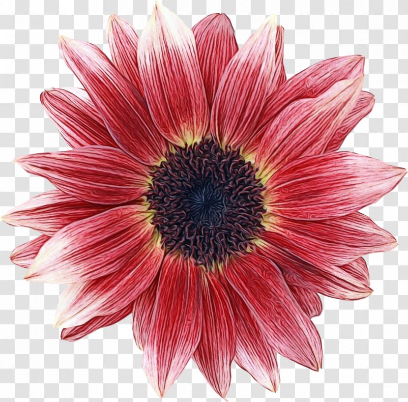 Cut Flowers Chrysanthemum Transvaal Daisy Image - Gerbera - Margarida Transparent PNG