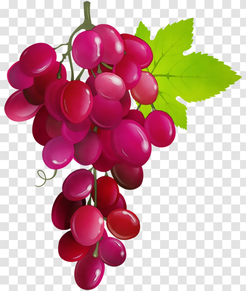 Zante Currant Grape Plant Natural Food Grapevines Transparent PNG