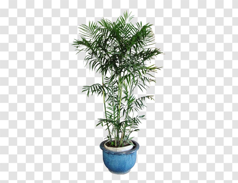Chamaedorea Seifrizii Arecaceae Areca Palm Houseplant - Bamboo - Plant Transparent PNG