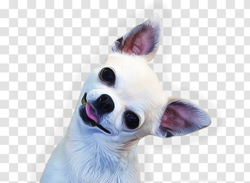 Chihuahua Puppy Bulldog Beagle - Dog Like Mammal Transparent PNG