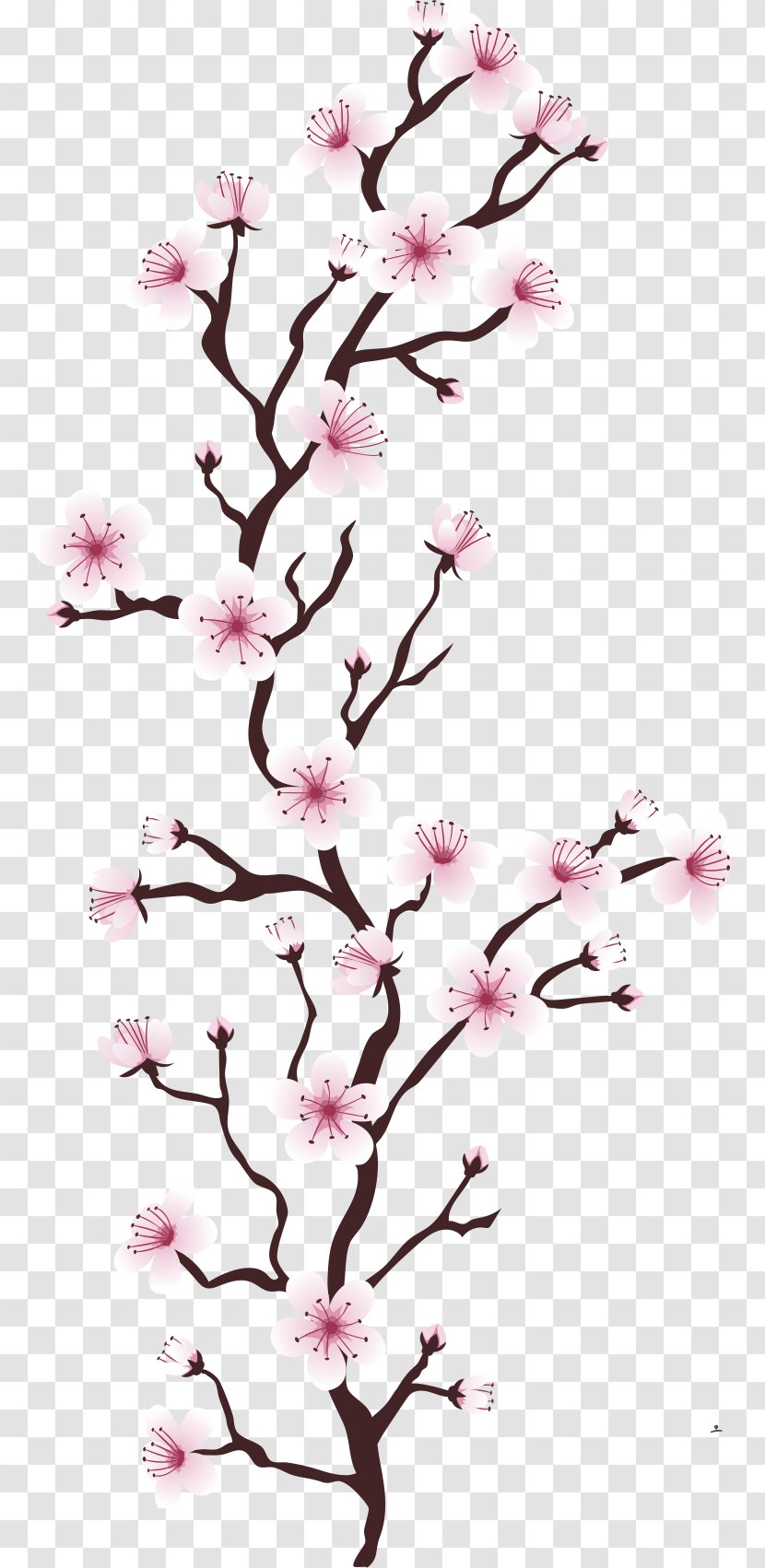 Cherry Blossom Flower Tree Euclidean Vector Cerasus - Branch - Pink Blossoms Transparent PNG