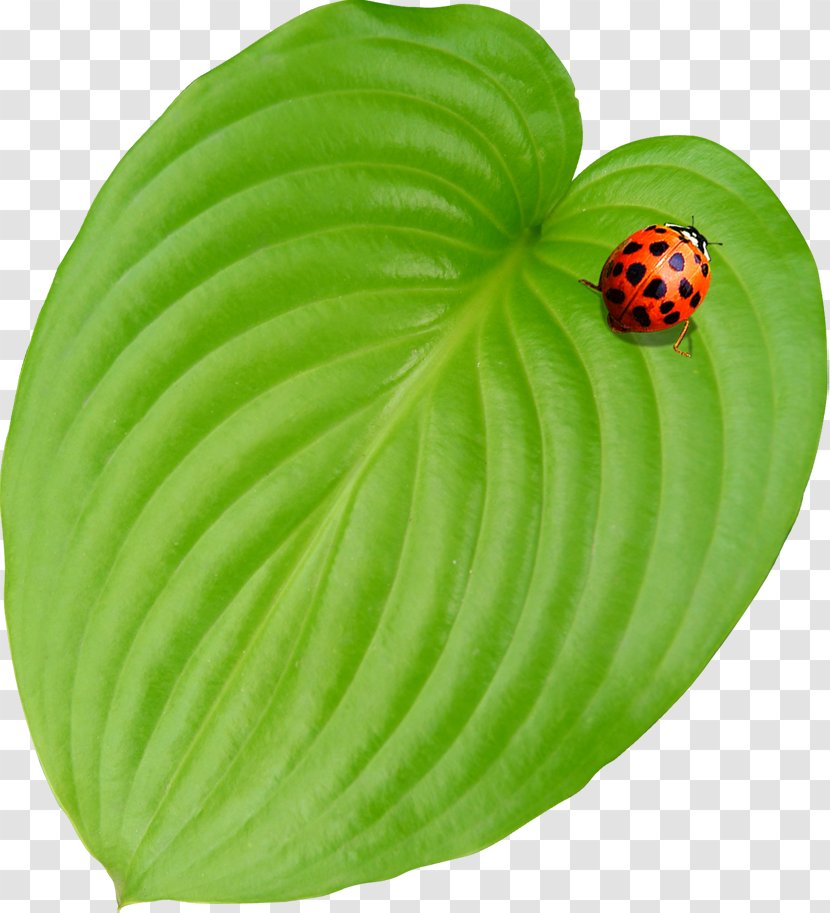 Leaf Ladybird - Grass - Ladybug Material Transparent PNG