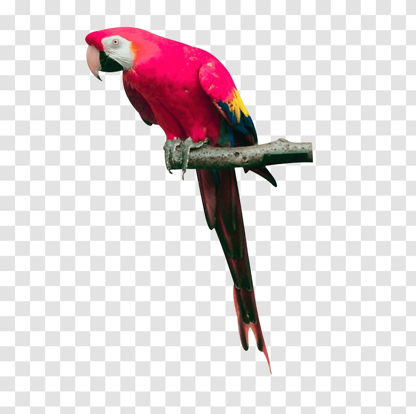 Cockatoo Bird Parrots - Parakeet - Pink Parrot Images Download Transparent PNG