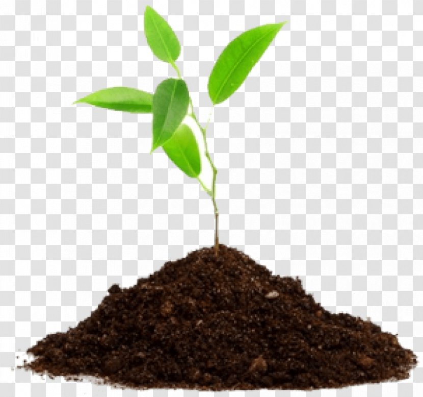 Seedling Soil Cannabis Sativa Medicinal Plants - Ground Transparent PNG