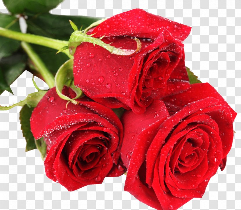 Rose Flower Desktop Wallpaper Color Red - Rosa Centifolia - Burgundy Flowers Transparent PNG