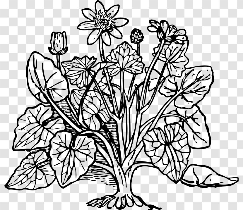 Coloring Book Plant Cell Tree - Shrub Transparent PNG