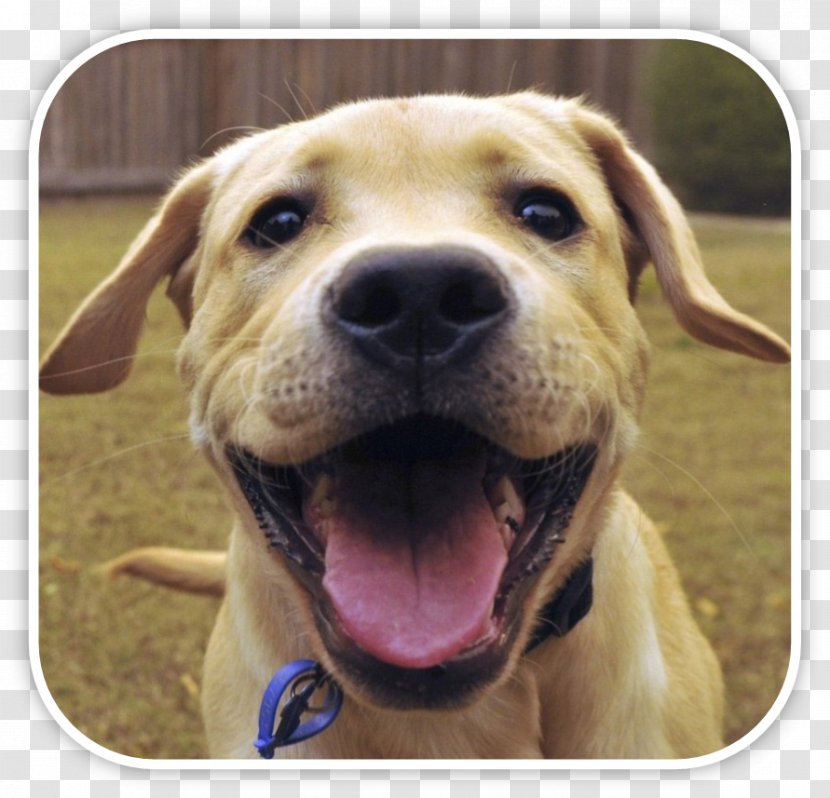 Labrador Retriever American Pit Bull Terrier Black Mouth Cur Dog Breed - Animal - Puppy Transparent PNG