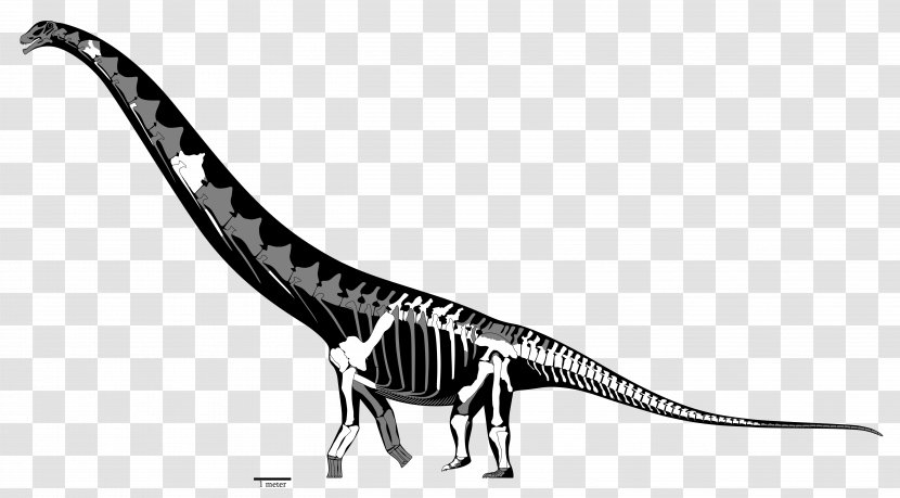 Futalognkosaurus Dreadnoughtus Mamenchisaurus Carcharodontosaurus Malawisaurus - Monochrome - Dinosaur Transparent PNG