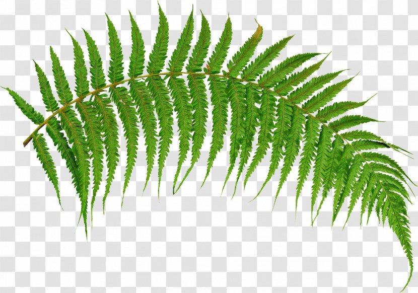 Fern - Plant - Tree Ferns And Horsetails Transparent PNG