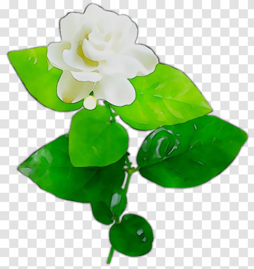 Leaf - Green - Jasmine Transparent PNG