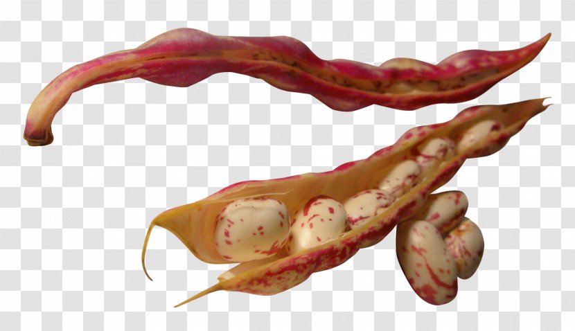 Kidney Bean Vegetable - Common - Beans Transparent PNG