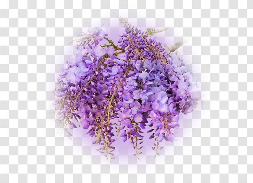Flower Wisteria Sinensis Violet Color Lilac - Blossom Transparent PNG