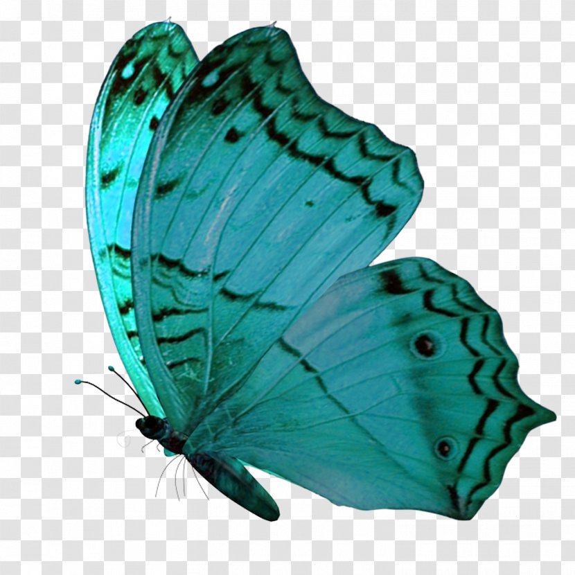 PaintShop Pro - Brush Footed Butterfly Transparent PNG
