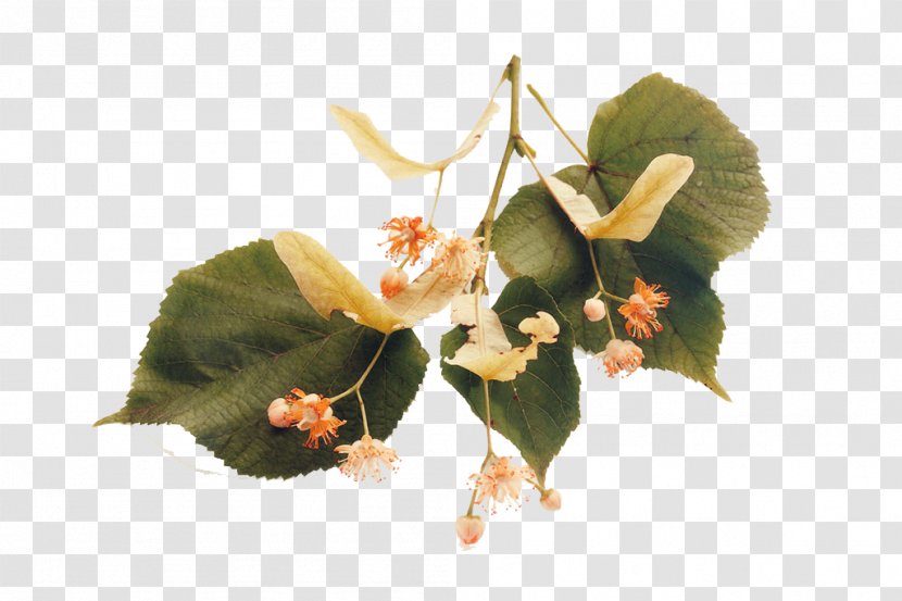 Tilia Platyphyllos Stock Photography - Floral Design - Leaf Transparent PNG