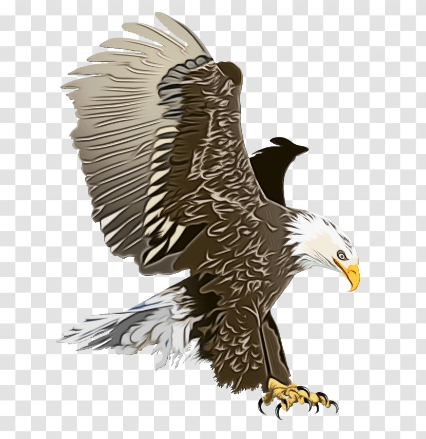 Bird Drawing - Vulture - Wildlife Peregrine Falcon Transparent PNG