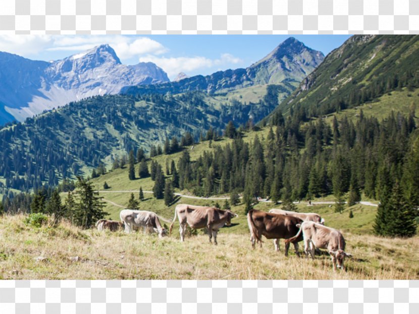 Alps Cattle Nature Reserve Mount Scenery National Park - Like Mammal Transparent PNG