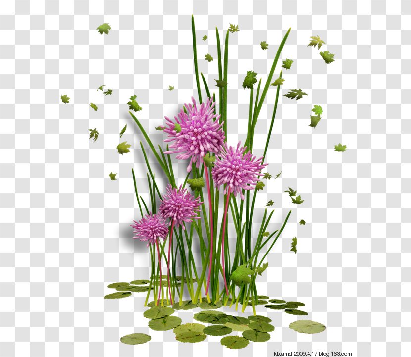 Image Clip Art Drawing Illustration - Flower Arranging - Herb Transparent PNG