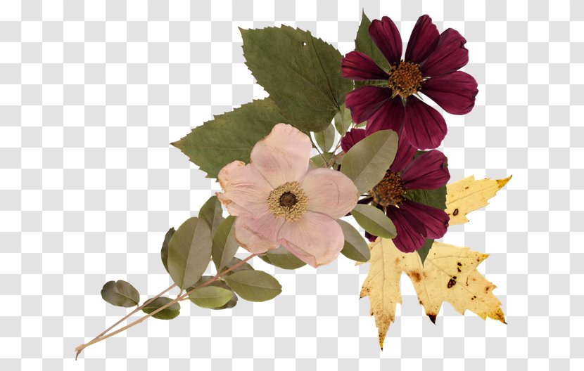 Floral Design Flower Clip Art - Petal Transparent PNG