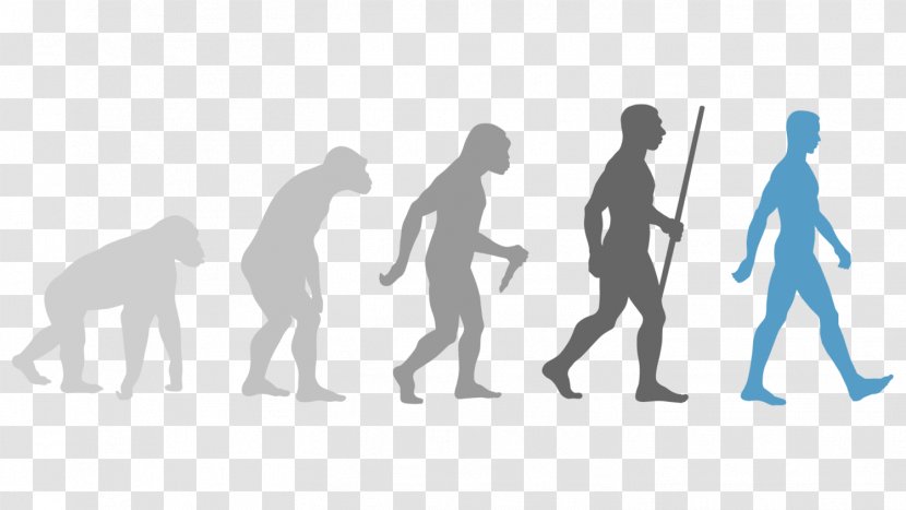 Human Evolution Wall Decal - Tree Of Life Transparent PNG