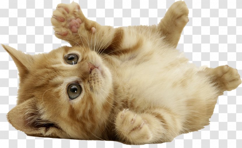 European Shorthair British Kitten Cuteness - Drawing - Cats Transparent PNG
