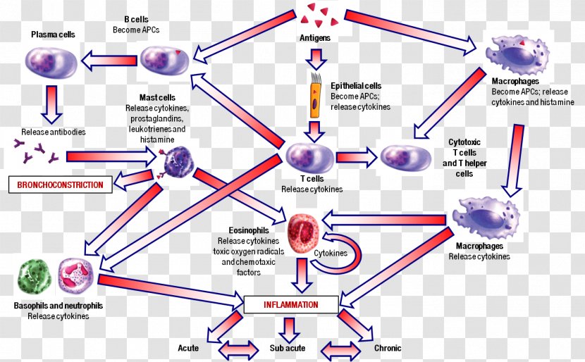 Inflammation Diagram Pathophysiology Of Asthma Anti-inflammatory - Watercolor - Allergy Transparent PNG