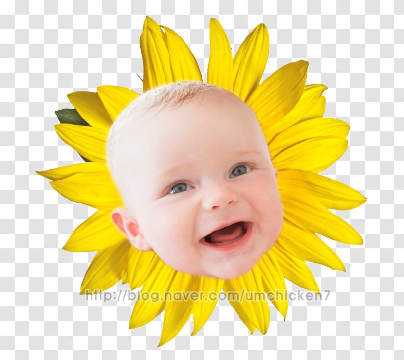 Stock Photography Royalty-free Common Sunflower Stock.xchng - Flowering Plant - Cute Nativity Transparent PNG