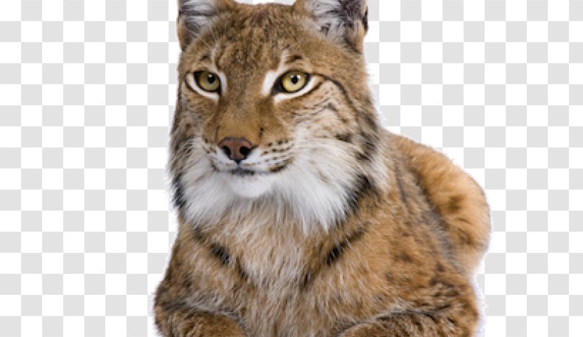 Clip Art Lynxes Cat Lion Image - Like Mammal - Lynx Transparent PNG