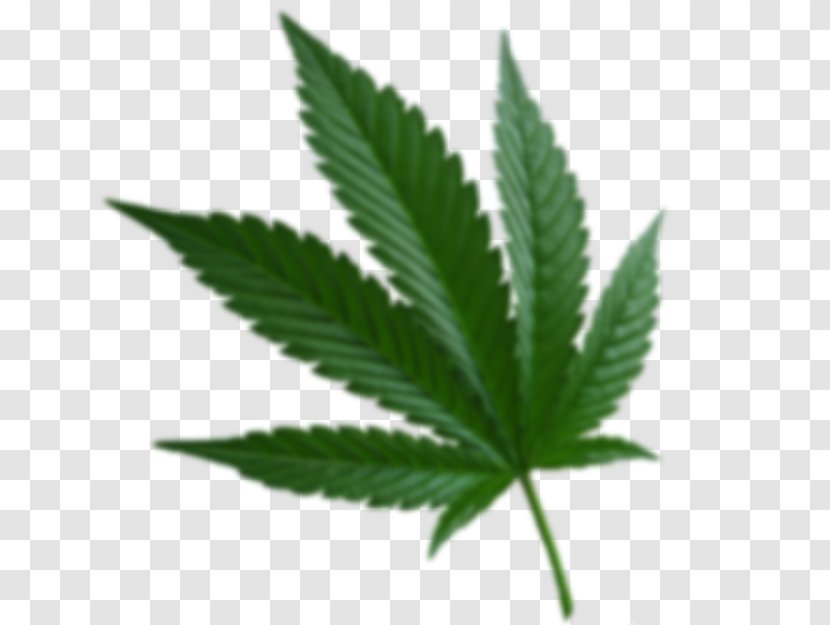 Cannabis Ruderalis Sativa Medical Kush - Cultivation Transparent PNG