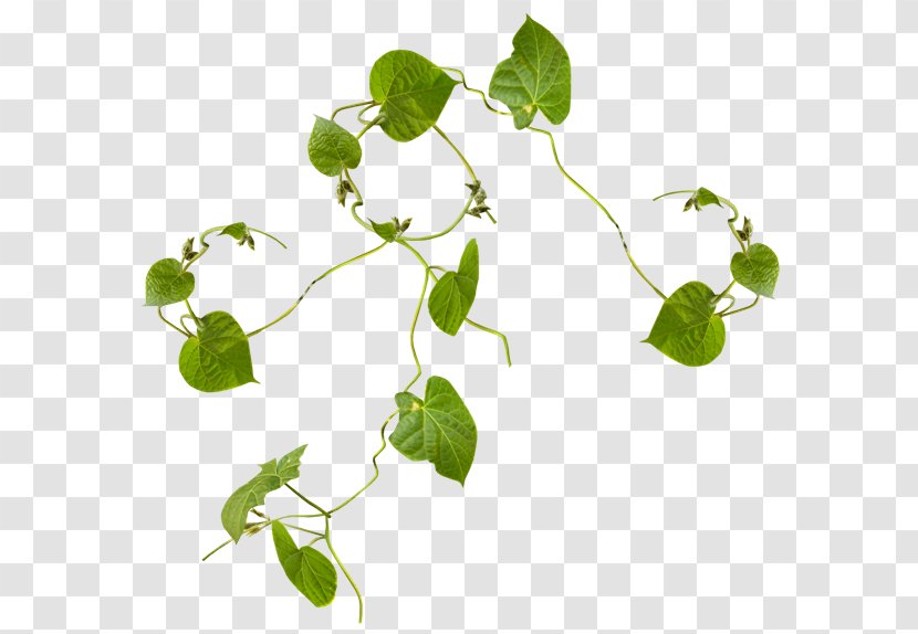 Desktop Wallpaper Photography Digital Image Information - Plant - Ivy Transparent PNG