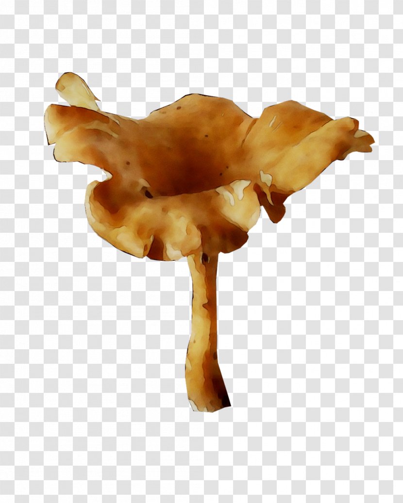 Edible Mushroom - Agaricomycetes - Fungus Transparent PNG