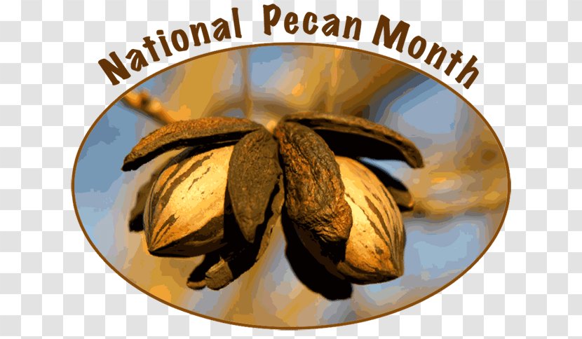 Elliot Pecan English Walnut - Flavor Transparent PNG