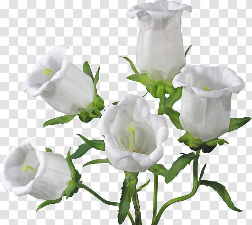 Garden Roses Transparent PNG