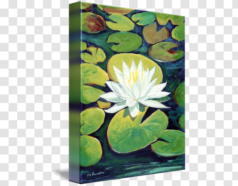 Painting Petal Flower Water Lilies Artist - Aquatic Plants - Watercolor Transparent PNG