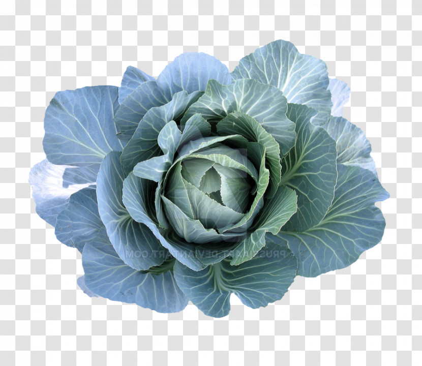 Leaf Vegetable Collard Spring Greens Vegetable Flower Transparent PNG