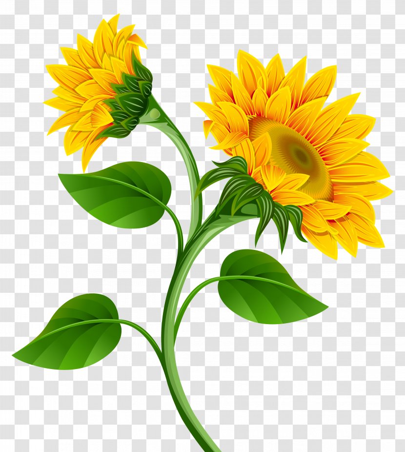 Common Sunflower Pixel - Cut Flowers - Sunflowers Clipart Image Transparent PNG