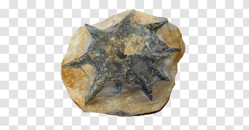 Fossil Dinosaur Parrots Of The World - Mineral - Gray Starfish Transparent PNG