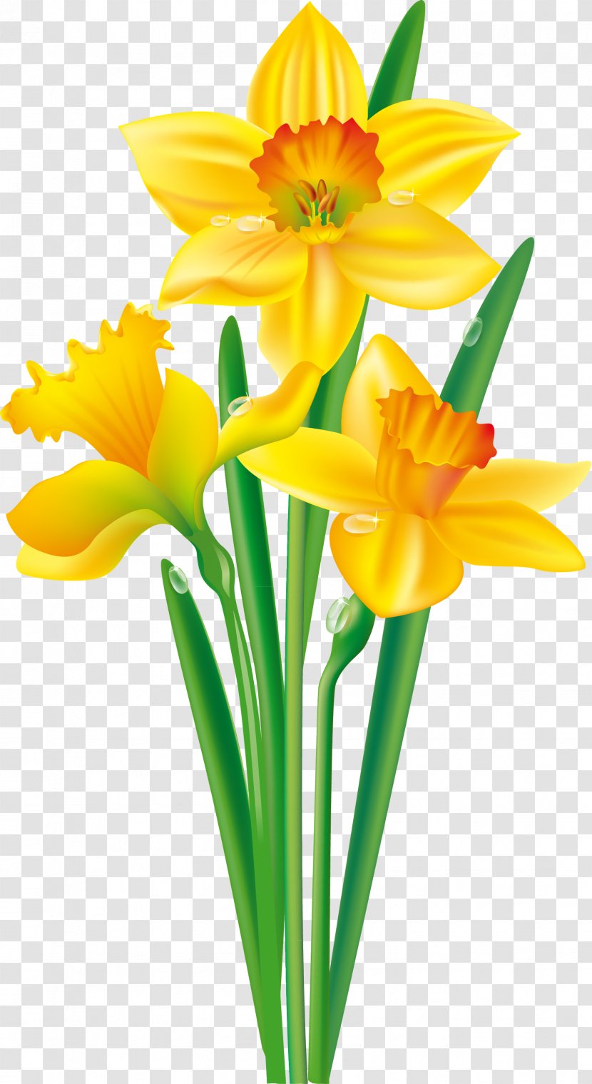 Flower Daffodil Bulb Clip Art - Tulip Transparent PNG