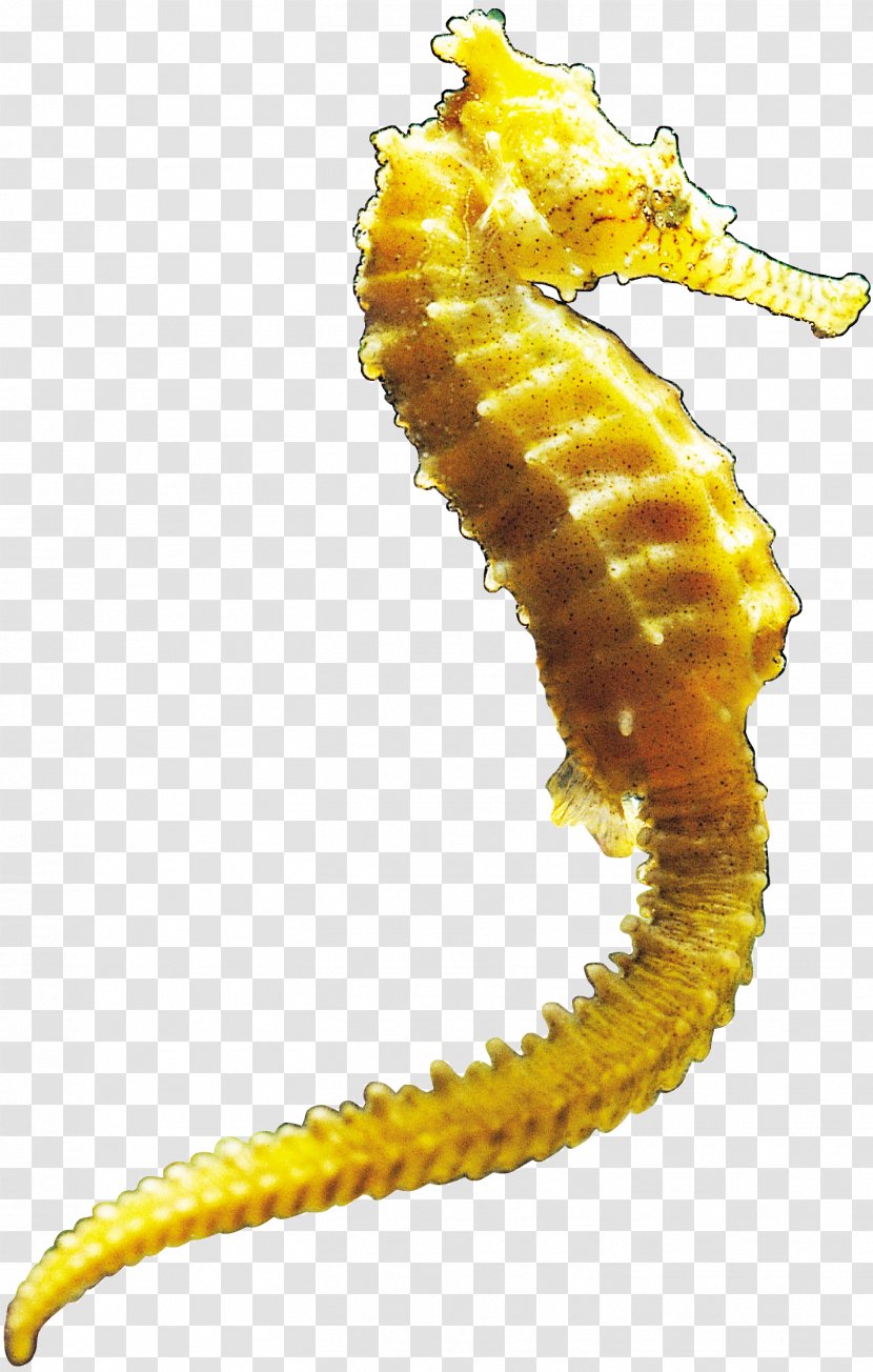 Seahorse Clip Art - Organism Transparent PNG