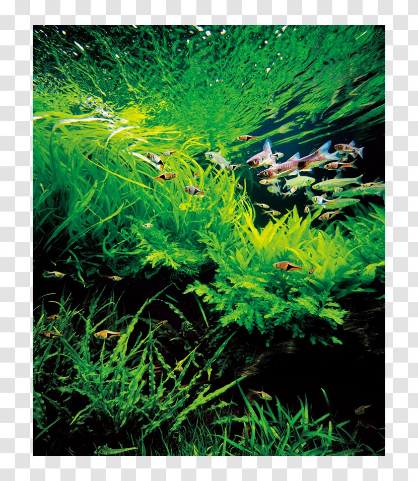 Aquariums Nature Aquarium World Aquascaping Plants For Your - Non Vascular Land Plant - Fish Transparent PNG