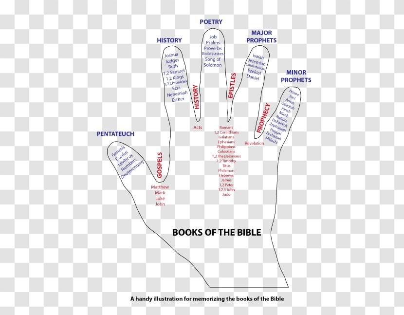 Bible Study Book Gospel Of Matthew Acts The Apostles - Cartoon - Chapters And Verses Transparent PNG