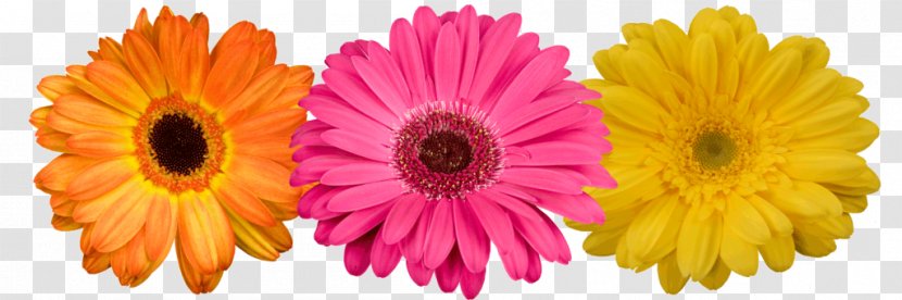 Transvaal Daisy Cut Flowers Floristry Flower Wholesale Inc Transparent PNG